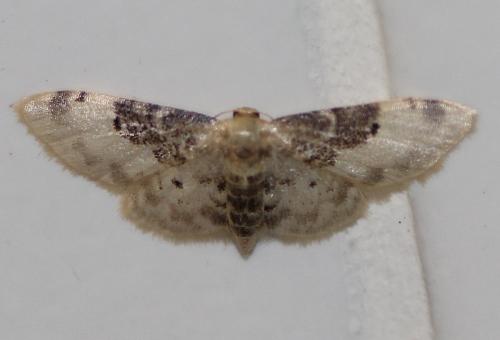 Réf. 245 267 : Idaea filicata